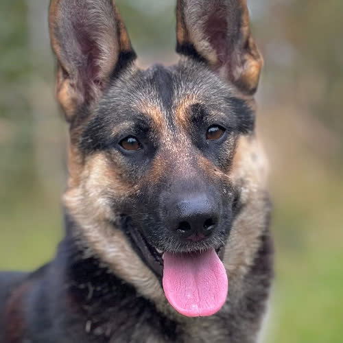 Psy ze schroniska do adopcji Demi