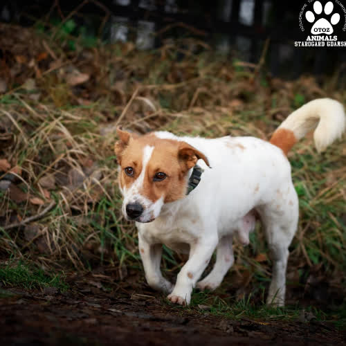 Psy ze schroniska do adopcji Kubica