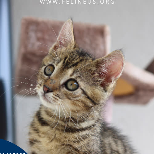 Koty ze schroniska do adopcji Pola