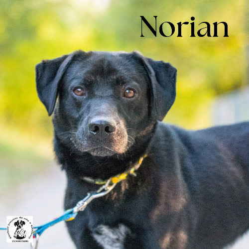 Psy ze schroniska do adopcji Norian