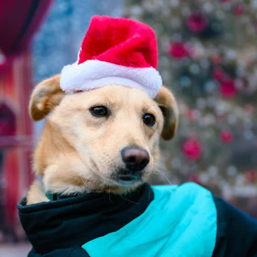 Psy ze schroniska do adopcji Tofik