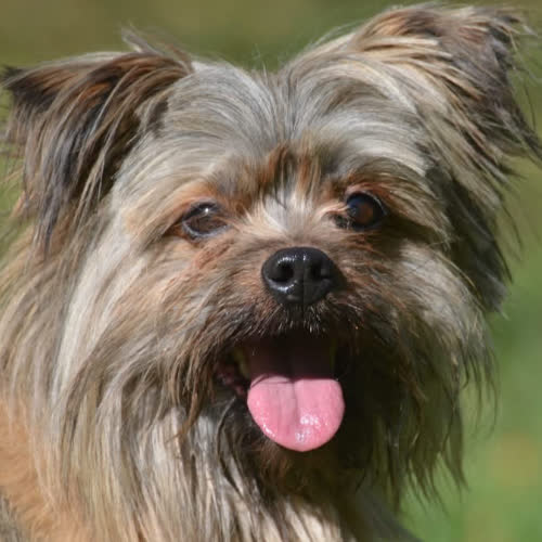 Psy ze schroniska do adopcji Miecio