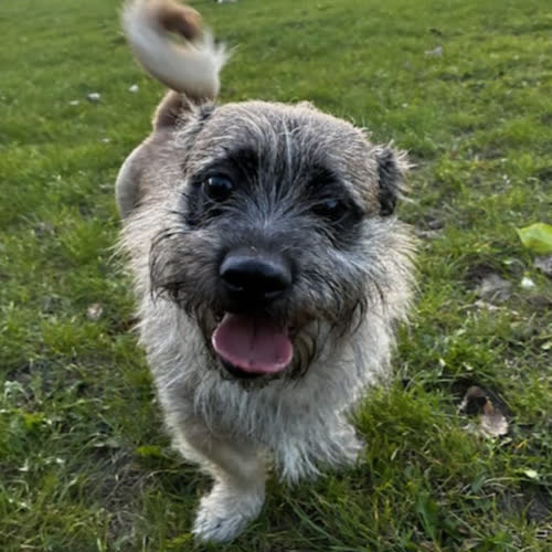 Psy ze schroniska do adopcji Medi