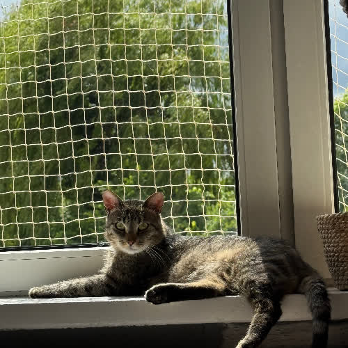 Koty ze schroniska do adopcji Fistaszek burasek