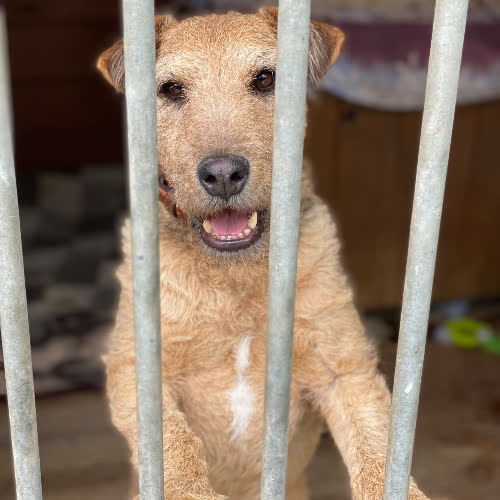 Psy ze schroniska do adopcji Oregon