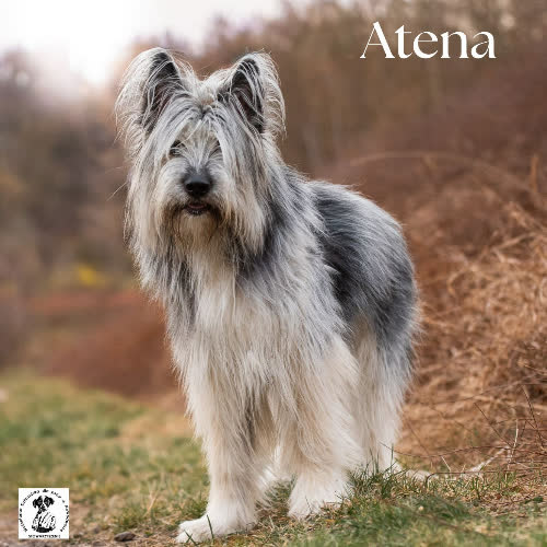 Psy ze schroniska do adopcji Aktywna ATENA 