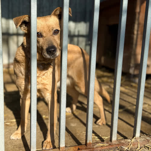 Psy ze schroniska do adopcji Fredzia