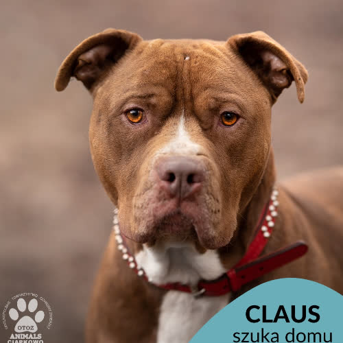 Psy ze schroniska do adopcji Claus