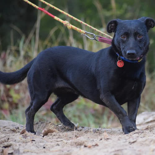 Psy ze schroniska do adopcji Helga