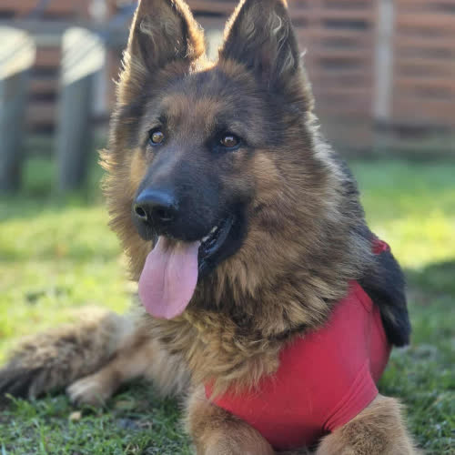 Psy ze schroniska do adopcji Owczarek Kleopatra