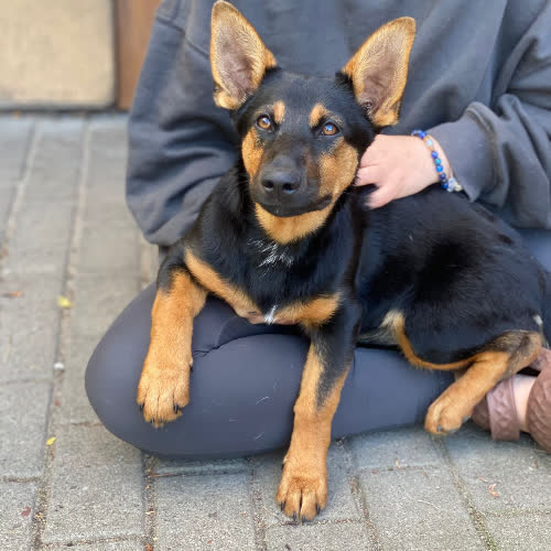 Psy ze schroniska do adopcji Zira