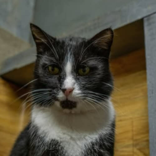 Koty ze schroniska do adopcji Rafiki