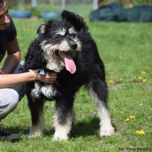 Psy ze schroniska do adopcji Rembrandt