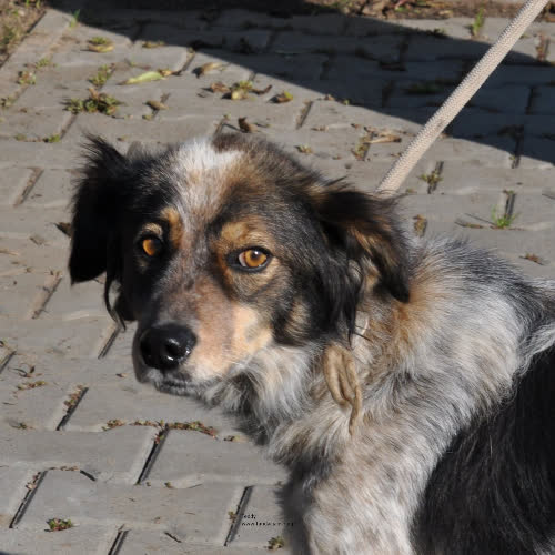 Psy ze schroniska do adopcji Teddy