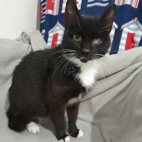 Koty ze schroniska do adopcji Bella