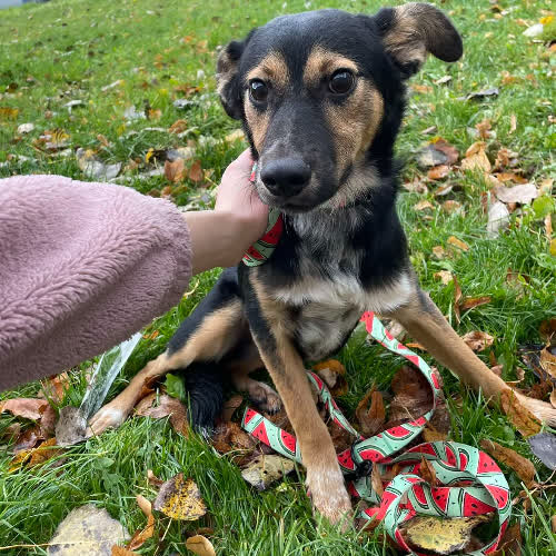 Psy ze schroniska do adopcji Bingo