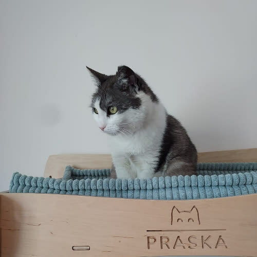 Koty ze schroniska do adopcji Pędziwiaterek