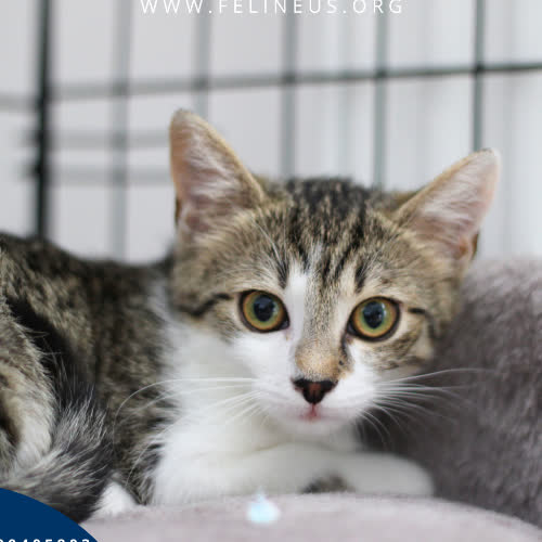 Koty ze schroniska do adopcji Laverna