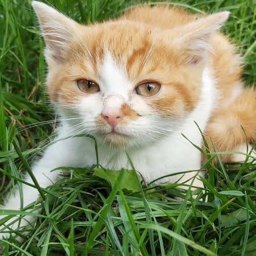 Koty ze schroniska do adopcji Cheetos