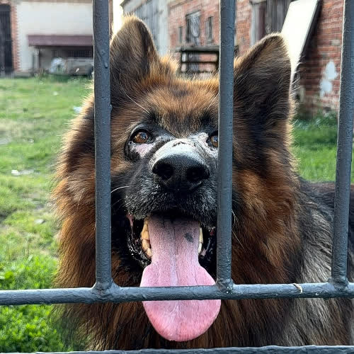 Psy ze schroniska do adopcji Bruno