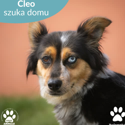 Cleo 