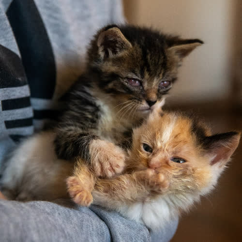 Koty ze schroniska do adopcji Kiara i Simba