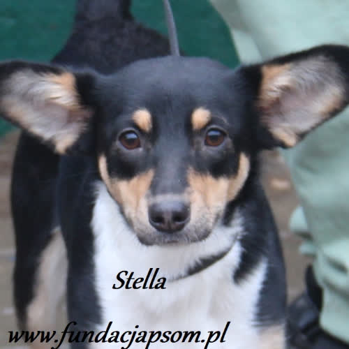 Stella