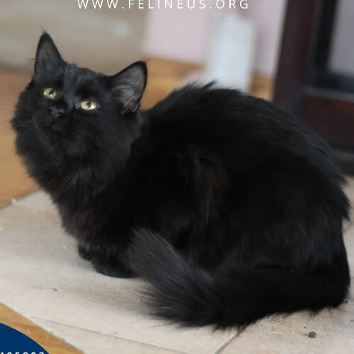 Koty ze schroniska do adopcji Czarusia