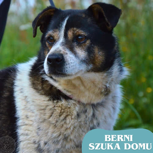 Psy ze schroniska do adopcji BERNI