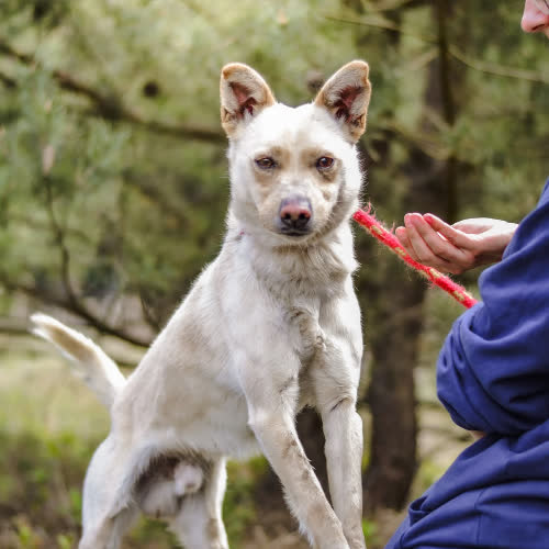 Olaf 
