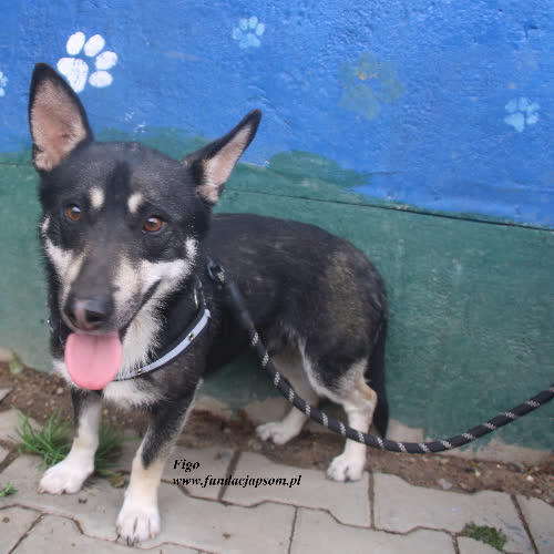 Psy ze schroniska do adopcji Figo