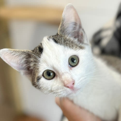 Koty ze schroniska do adopcji Łucja