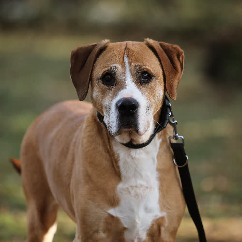 Psy ze schroniska do adopcji Leon