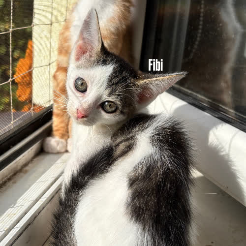 Fibi