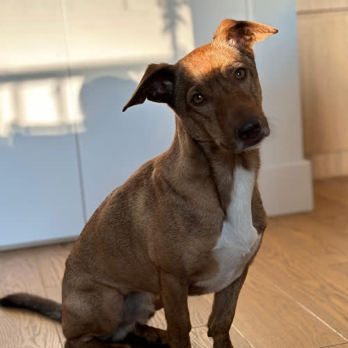 Psy ze schroniska do adopcji Dino