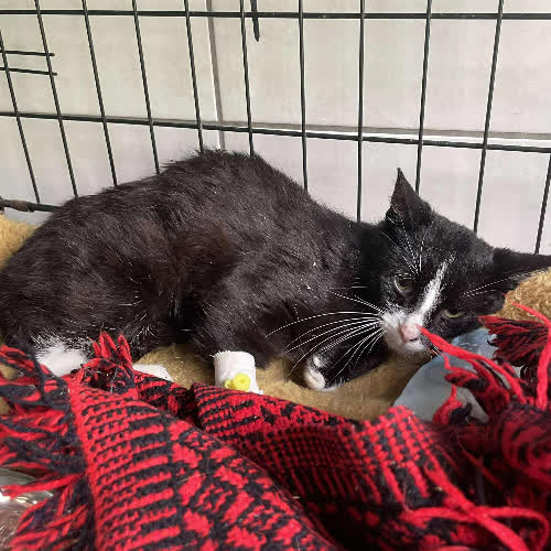 Koty ze schroniska do adopcji A95