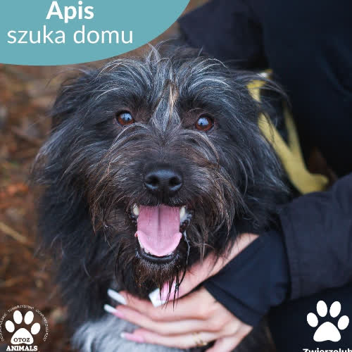 Apis