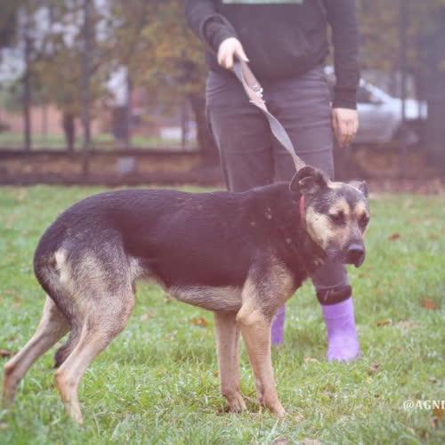 Psy ze schroniska do adopcji Geri