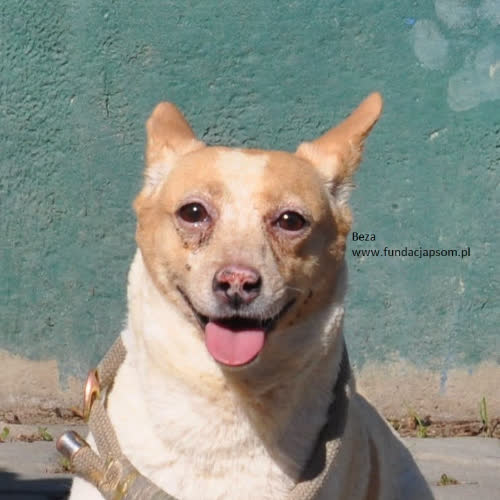 Psy ze schroniska do adopcji Beza