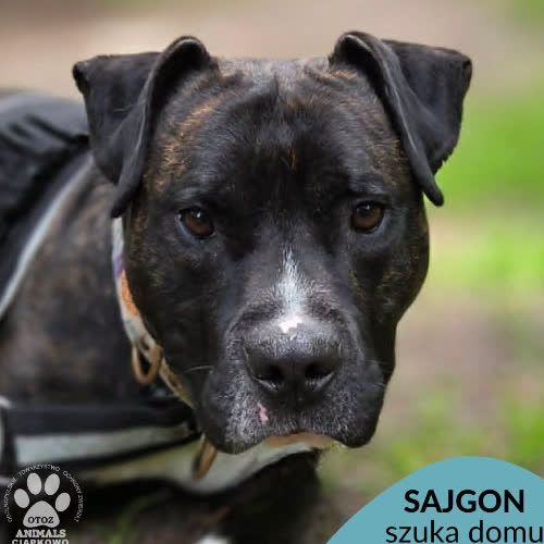 Sajgon