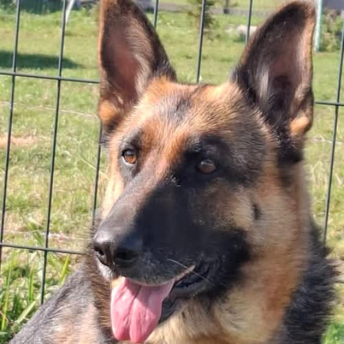 Psy ze schroniska do adopcji Akira