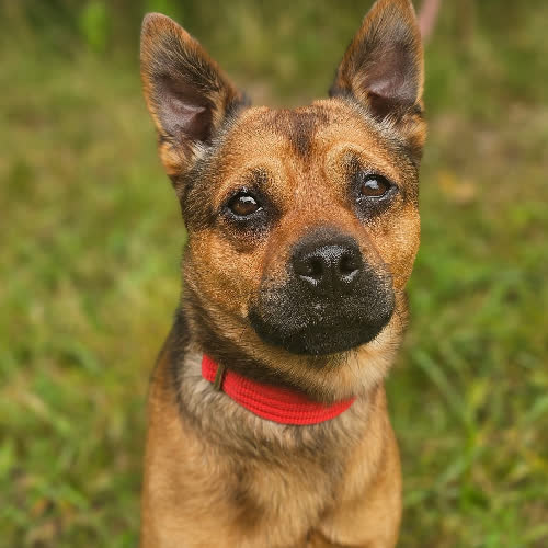 Psy ze schroniska do adopcji Pimpek