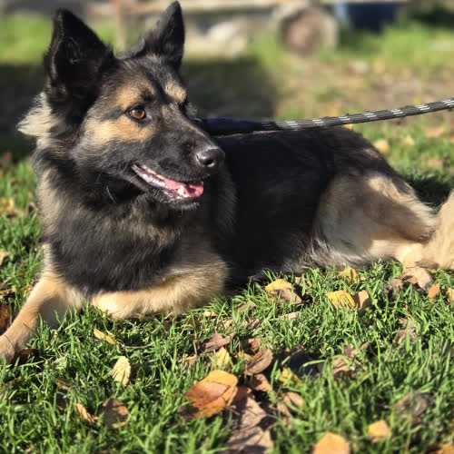 Psy ze schroniska do adopcji Giermek 