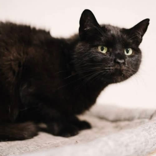 Koty ze schroniska do adopcji Nergal