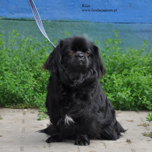 Psy ze schroniska do adopcji Róża