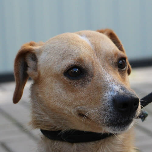 Psy ze schroniska do adopcji Kajko