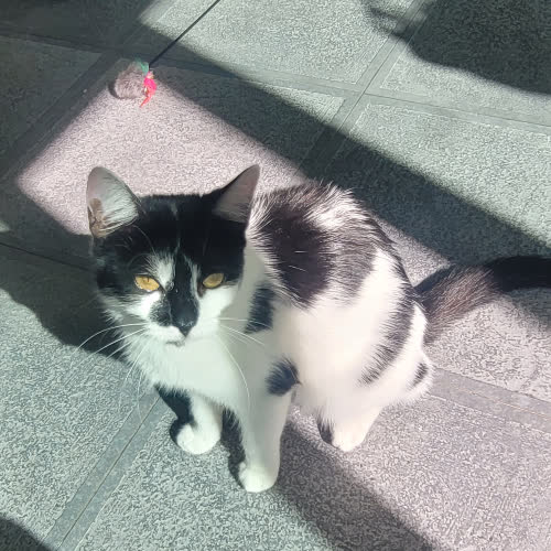 Koty ze schroniska do adopcji Nutka