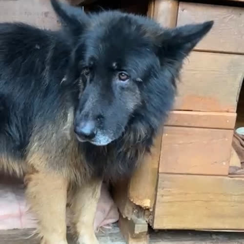 Psy ze schroniska do adopcji Norman