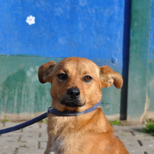 Psy ze schroniska do adopcji Taro