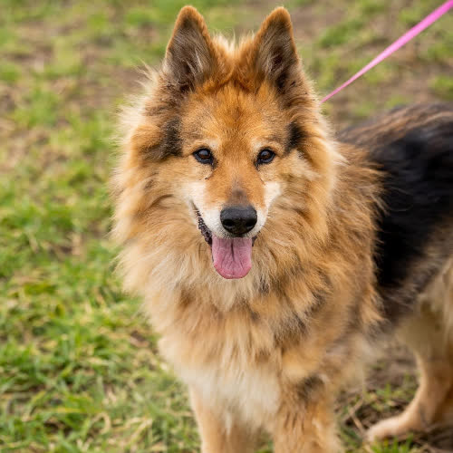 Psy ze schroniska do adopcji Czaki